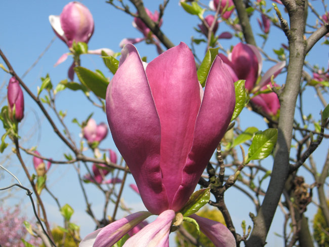 Magnolia 'Lennei'